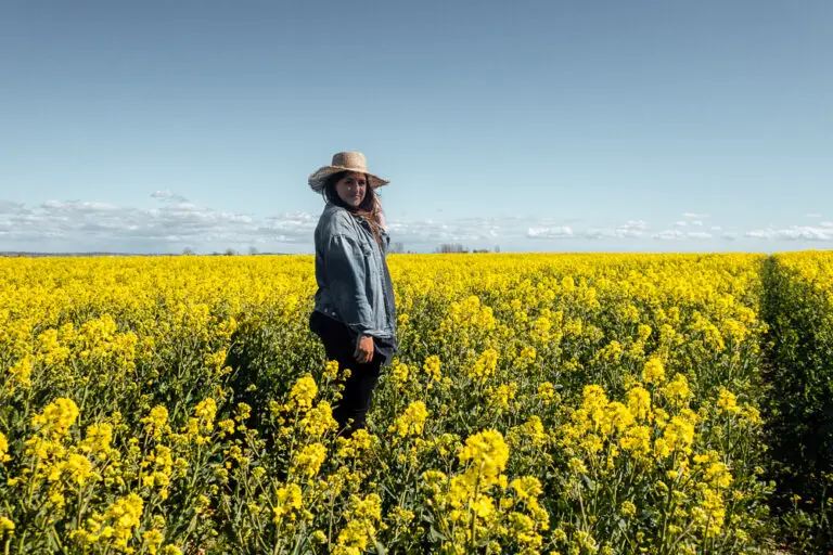 Skåne Rapeseed Fields: When to Visit & Where to Go